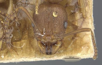Media type: image; Entomology 20608   Aspect: head